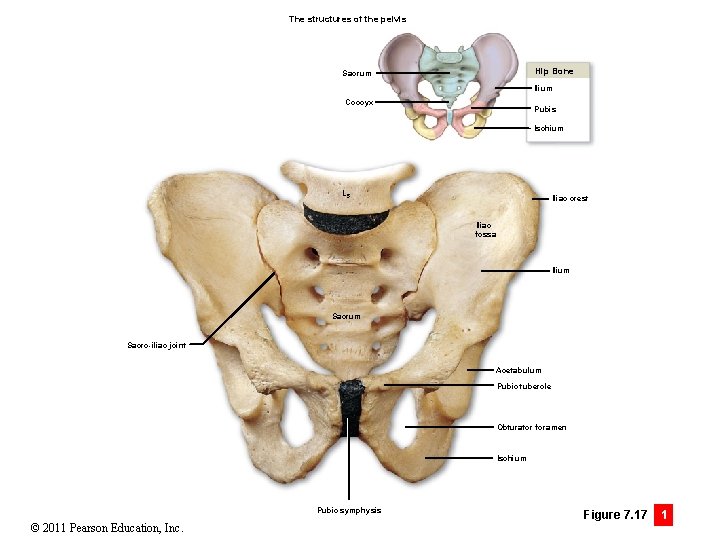 The structures of the pelvis Hip Bone Sacrum Ilium Coccyx Pubis Ischium L 5