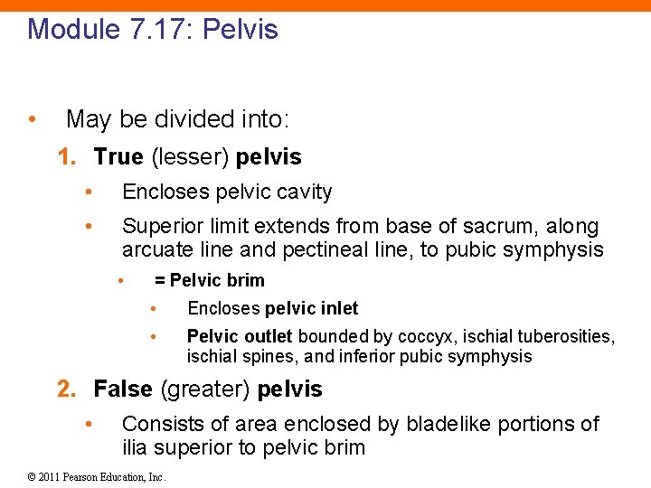 Module 7. 17: Pelvis • May be divided into: 1. True (lesser) pelvis •