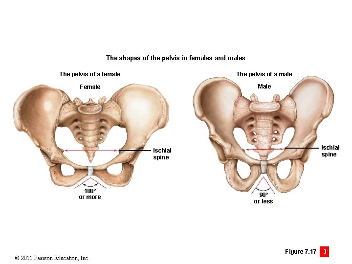 The shapes of the pelvis in females and males The pelvis of a female