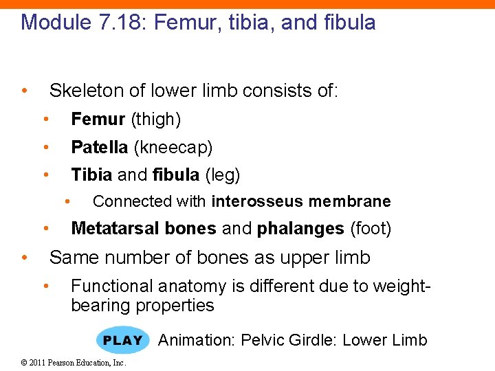 Module 7. 18: Femur, tibia, and fibula • Skeleton of lower limb consists of: