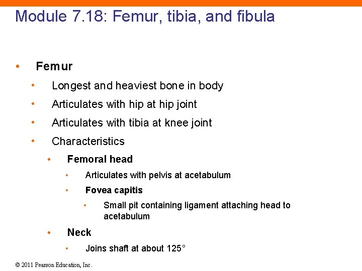 Module 7. 18: Femur, tibia, and fibula • Femur • Longest and heaviest bone