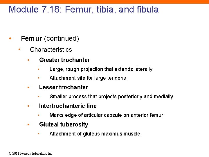 Module 7. 18: Femur, tibia, and fibula • Femur (continued) • Characteristics • •