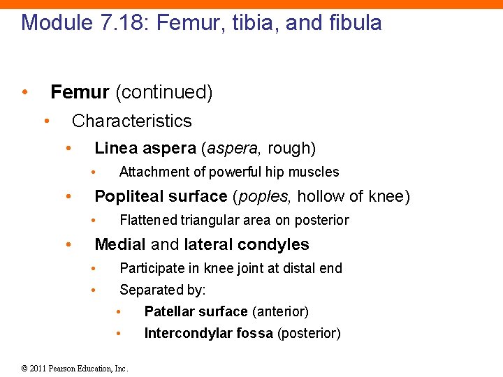 Module 7. 18: Femur, tibia, and fibula • Femur (continued) • Characteristics • Linea
