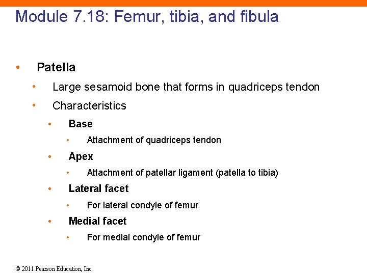 Module 7. 18: Femur, tibia, and fibula • Patella • Large sesamoid bone that