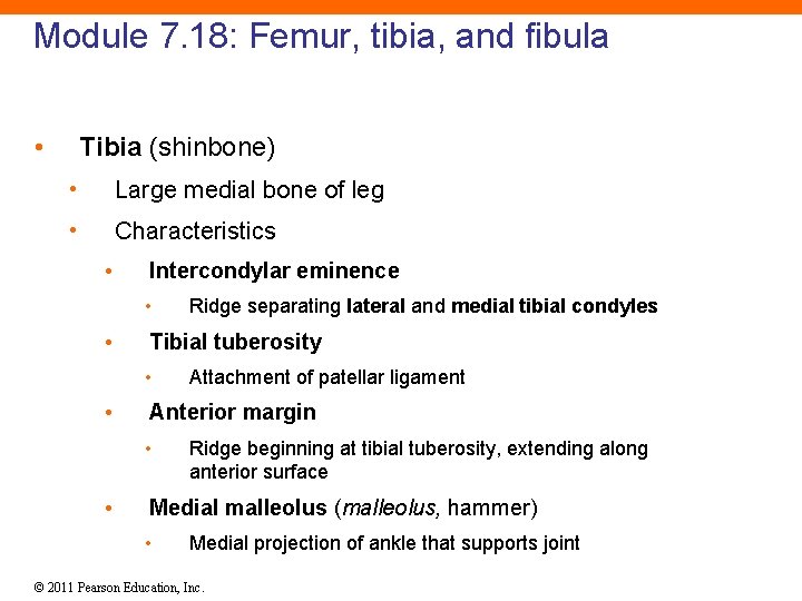 Module 7. 18: Femur, tibia, and fibula • Tibia (shinbone) • Large medial bone