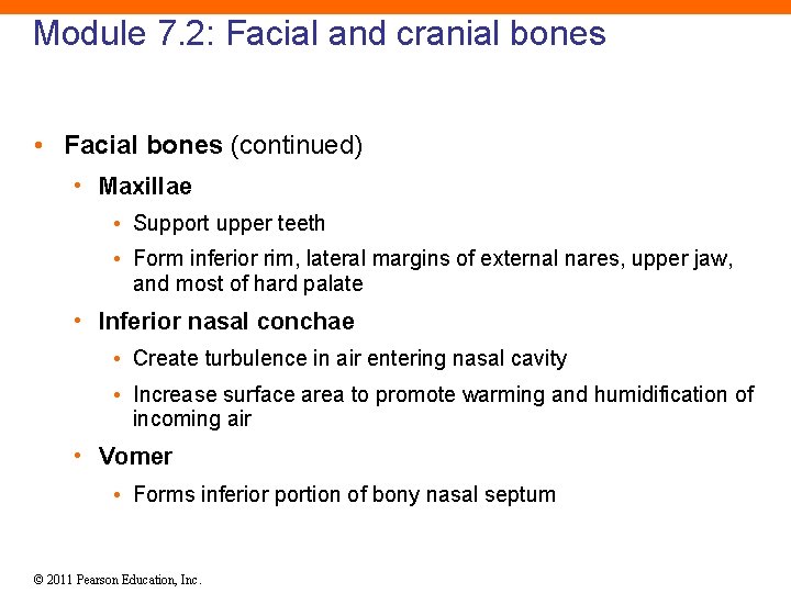 Module 7. 2: Facial and cranial bones • Facial bones (continued) • Maxillae •