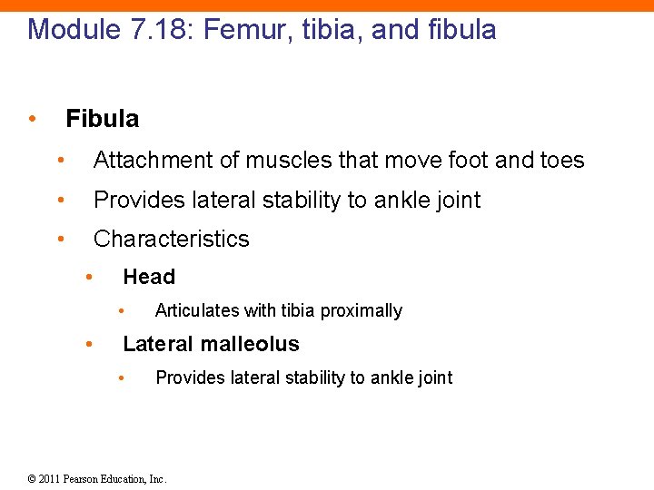 Module 7. 18: Femur, tibia, and fibula • Fibula • Attachment of muscles that