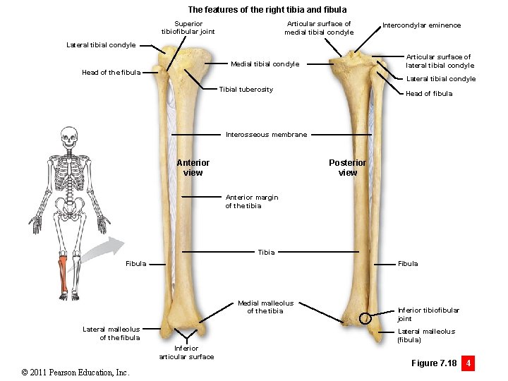 The features of the right tibia and fibula Superior tibiofibular joint Articular surface of