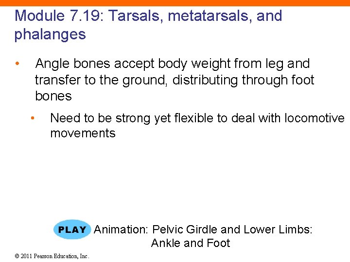 Module 7. 19: Tarsals, metatarsals, and phalanges • Angle bones accept body weight from