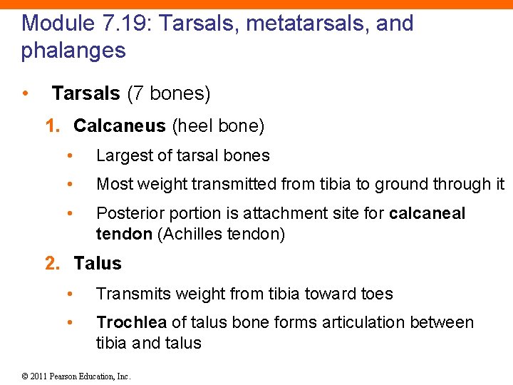 Module 7. 19: Tarsals, metatarsals, and phalanges • Tarsals (7 bones) 1. Calcaneus (heel