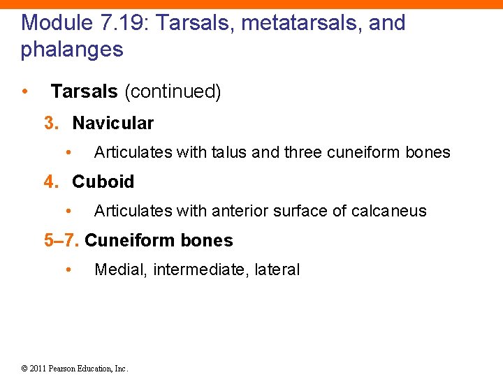 Module 7. 19: Tarsals, metatarsals, and phalanges • Tarsals (continued) 3. Navicular • Articulates
