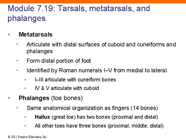 Module 7. 19: Tarsals, metatarsals, and phalanges • Metatarsals • Articulate with distal surfaces