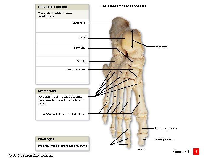 The bones of the ankle and foot The Ankle (Tarsus) The ankle consists of