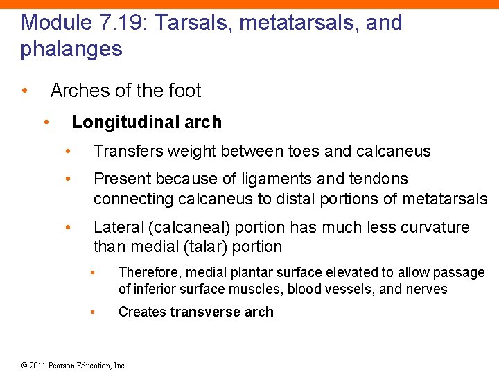 Module 7. 19: Tarsals, metatarsals, and phalanges • Arches of the foot • Longitudinal