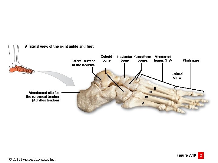A lateral view of the right ankle and foot Lateral surface of the trochlea