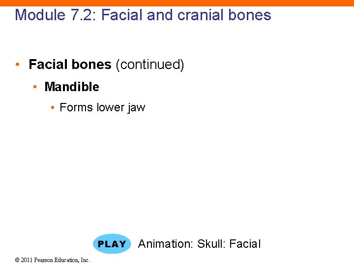 Module 7. 2: Facial and cranial bones • Facial bones (continued) • Mandible •