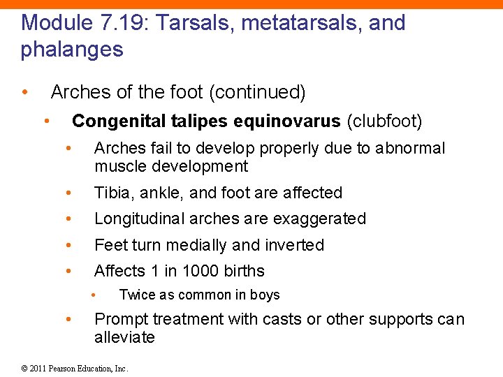 Module 7. 19: Tarsals, metatarsals, and phalanges • Arches of the foot (continued) •