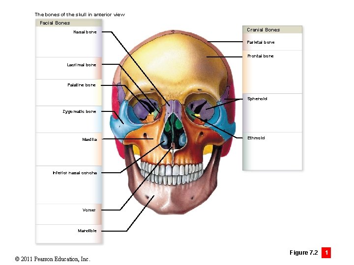The bones of the skull in anterior view Facial Bones Nasal bone Cranial Bones