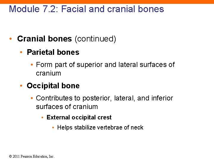 Module 7. 2: Facial and cranial bones • Cranial bones (continued) • Parietal bones
