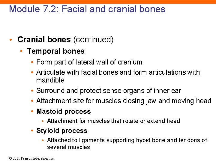 Module 7. 2: Facial and cranial bones • Cranial bones (continued) • Temporal bones