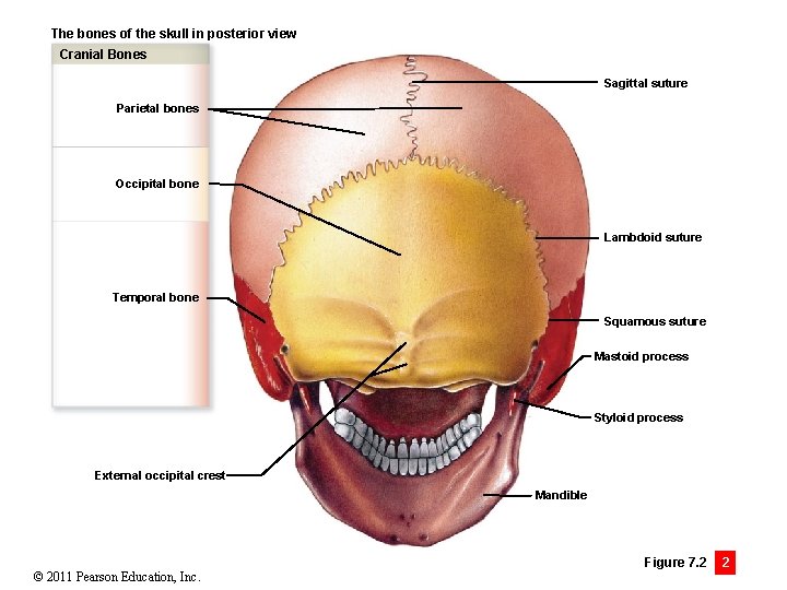 The bones of the skull in posterior view Cranial Bones Sagittal suture Parietal bones