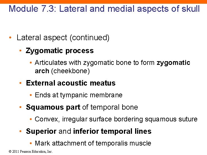 Module 7. 3: Lateral and medial aspects of skull • Lateral aspect (continued) •