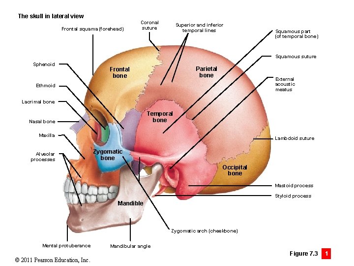 The skull in lateral view Frontal squama (forehead) Coronal suture Superior and inferior temporal