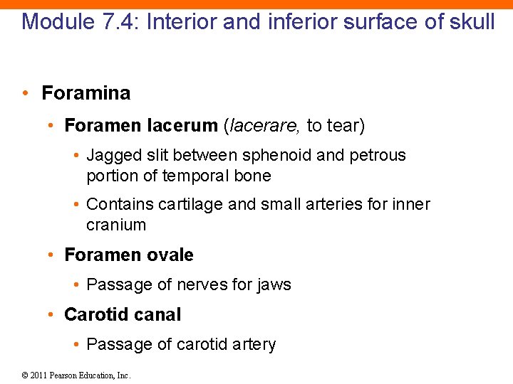 Module 7. 4: Interior and inferior surface of skull • Foramina • Foramen lacerum