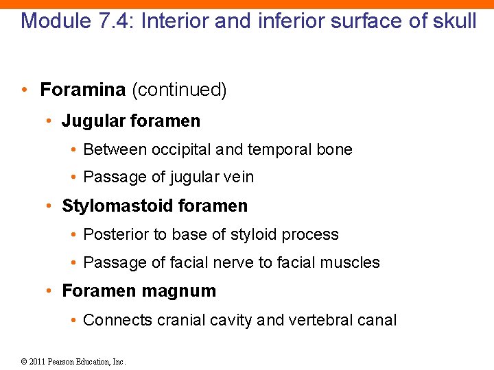 Module 7. 4: Interior and inferior surface of skull • Foramina (continued) • Jugular