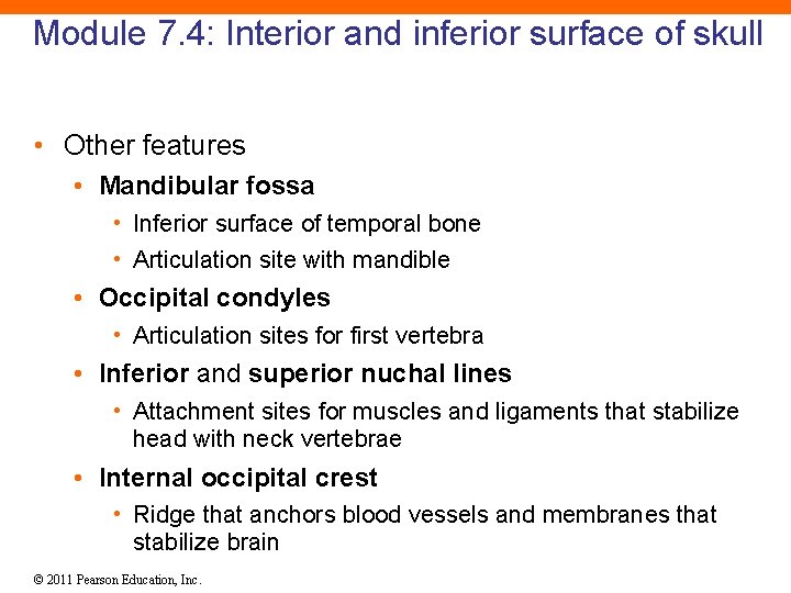 Module 7. 4: Interior and inferior surface of skull • Other features • Mandibular