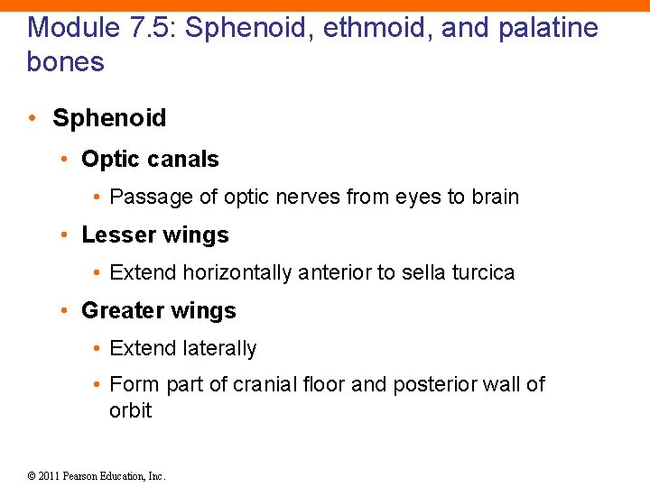 Module 7. 5: Sphenoid, ethmoid, and palatine bones • Sphenoid • Optic canals •