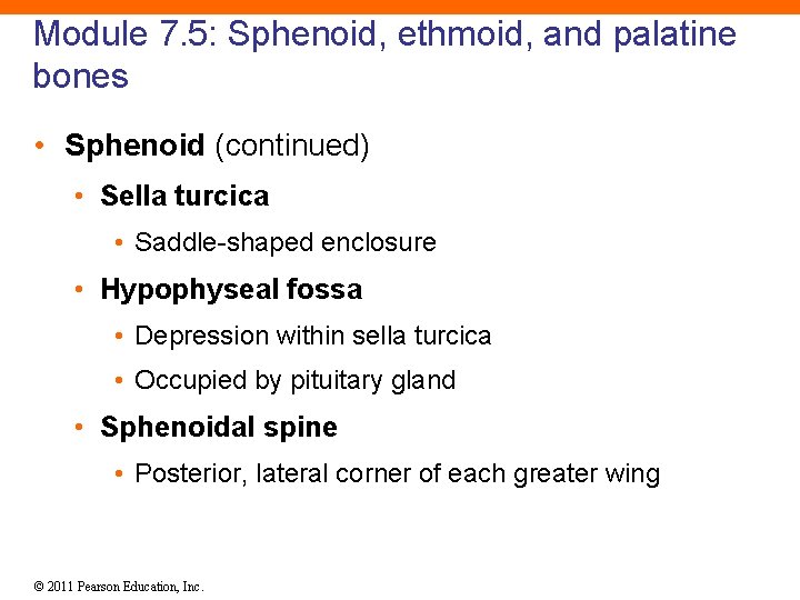 Module 7. 5: Sphenoid, ethmoid, and palatine bones • Sphenoid (continued) • Sella turcica