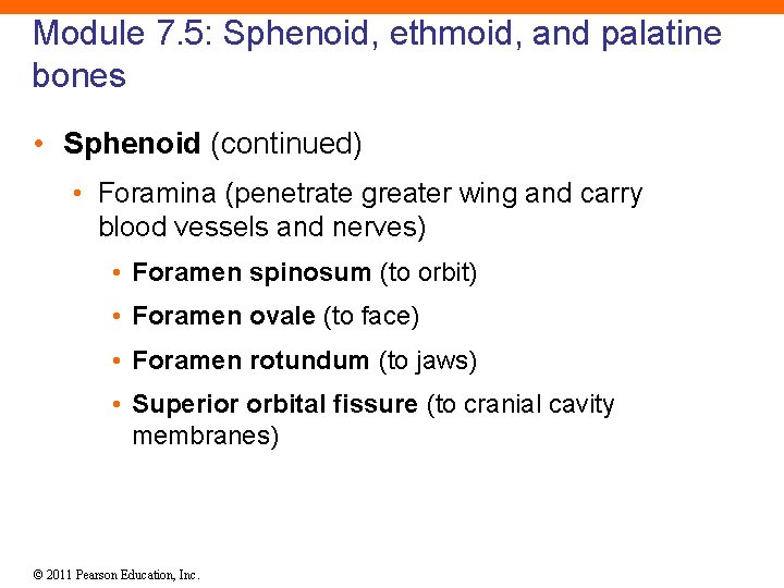 Module 7. 5: Sphenoid, ethmoid, and palatine bones • Sphenoid (continued) • Foramina (penetrate