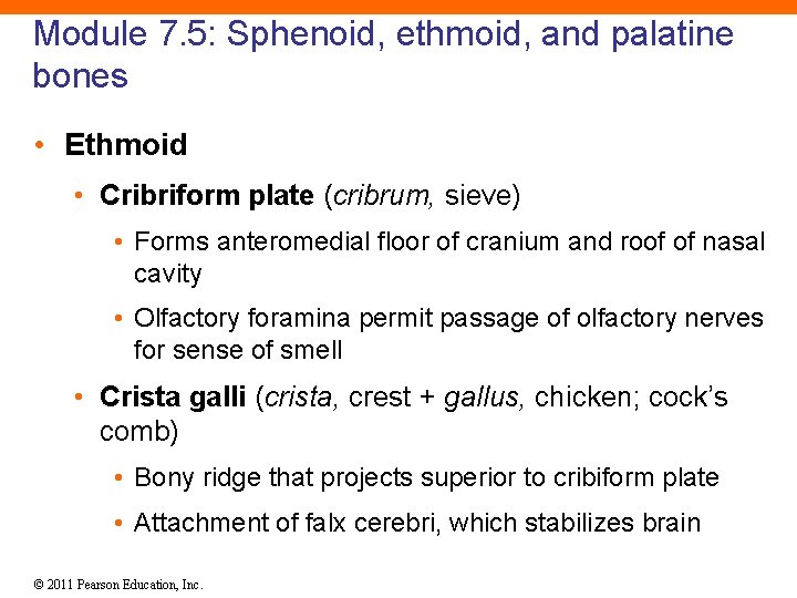 Module 7. 5: Sphenoid, ethmoid, and palatine bones • Ethmoid • Cribriform plate (cribrum,