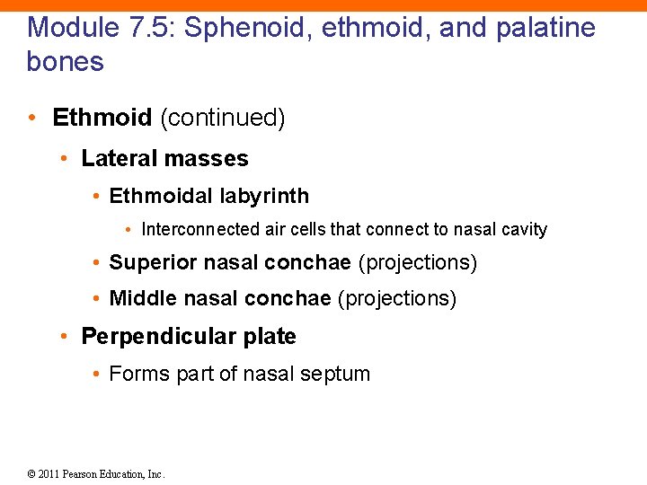 Module 7. 5: Sphenoid, ethmoid, and palatine bones • Ethmoid (continued) • Lateral masses