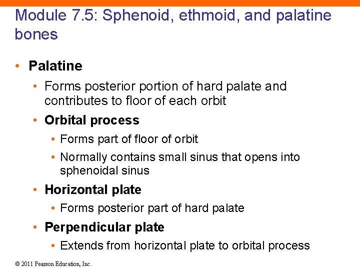 Module 7. 5: Sphenoid, ethmoid, and palatine bones • Palatine • Forms posterior portion