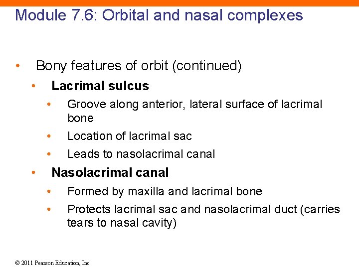 Module 7. 6: Orbital and nasal complexes • Bony features of orbit (continued) •