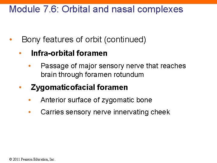 Module 7. 6: Orbital and nasal complexes • Bony features of orbit (continued) •