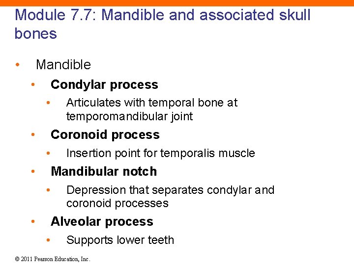 Module 7. 7: Mandible and associated skull bones • Mandible • Condylar process •