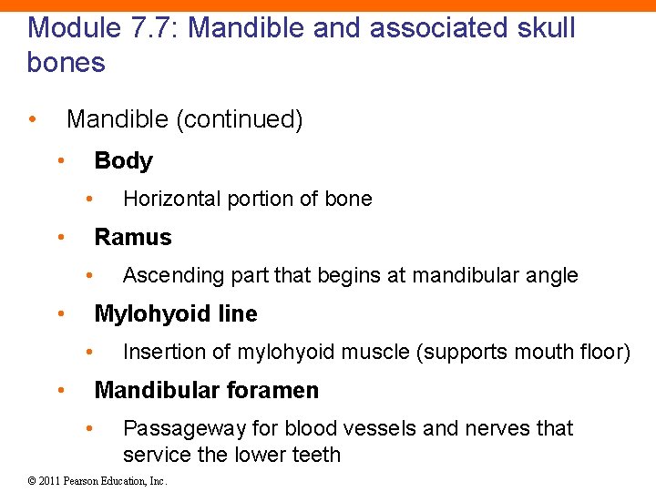 Module 7. 7: Mandible and associated skull bones • Mandible (continued) • Body •