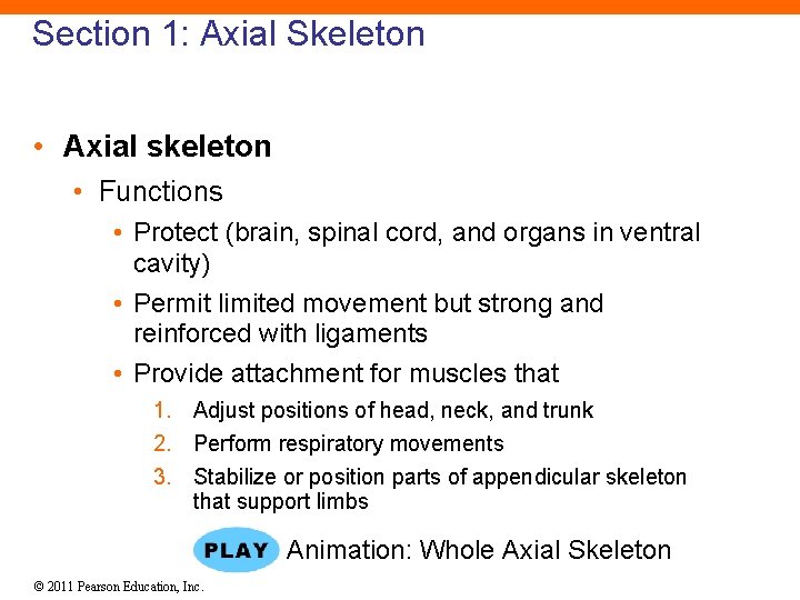 Section 1: Axial Skeleton • Axial skeleton • Functions • Protect (brain, spinal cord,