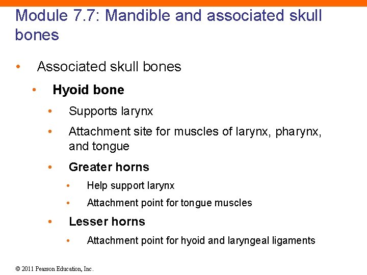 Module 7. 7: Mandible and associated skull bones • Associated skull bones • Hyoid