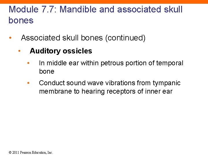 Module 7. 7: Mandible and associated skull bones • Associated skull bones (continued) •