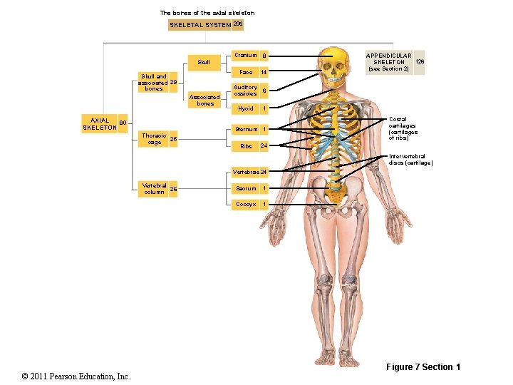 The bones of the axial skeleton SKELETAL SYSTEM 206 Cranium 8 Skull Face Skull