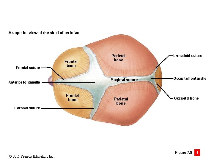 A superior view of the skull of an infant Frontal suture Frontal bone Anterior