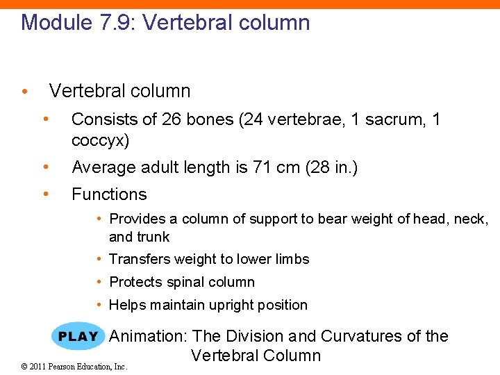 Module 7. 9: Vertebral column • Consists of 26 bones (24 vertebrae, 1 sacrum,