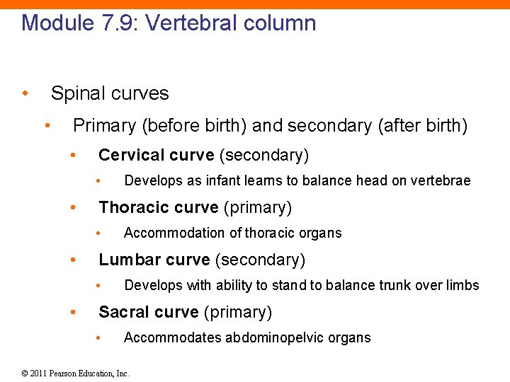 Module 7. 9: Vertebral column • Spinal curves • Primary (before birth) and secondary