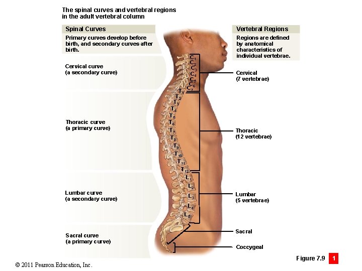 The spinal curves and vertebral regions in the adult vertebral column Spinal Curves Vertebral