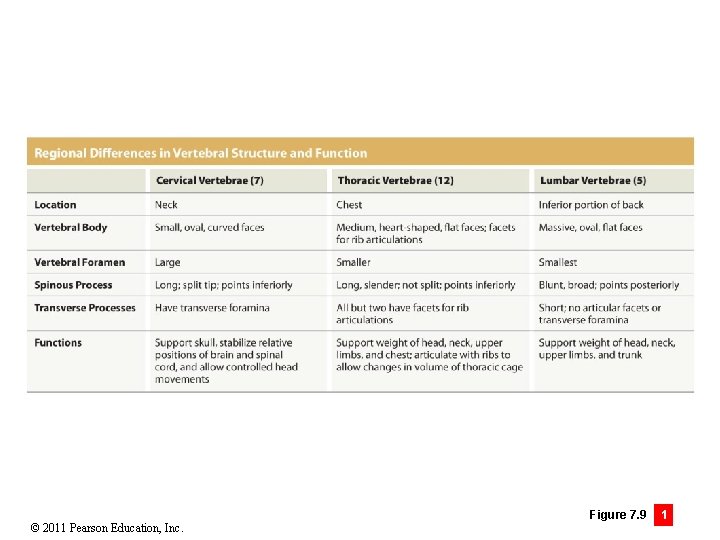 © 2011 Pearson Education, Inc. Figure 7. 9 1 