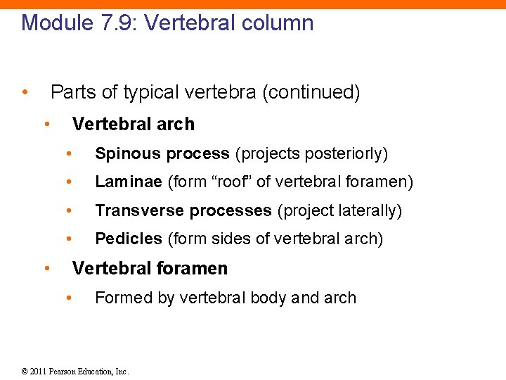 Module 7. 9: Vertebral column • Parts of typical vertebra (continued) • Vertebral arch